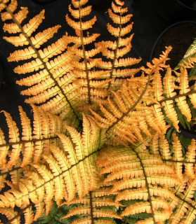 Dryopteris wallichiana 'Jurassic Gold'